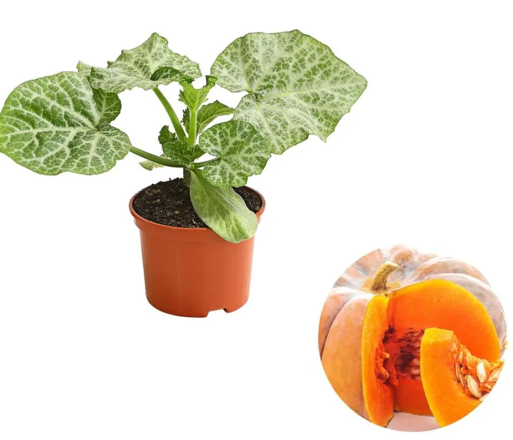 Dehner Gartengemüse|Melonen- & Kürbispflanzen - Mini Muskat-Kürbis Orange