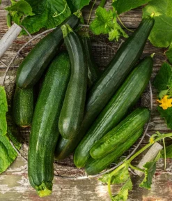 Dehner Zucchini- & Gurkenpflanzen - Mini Schlangengurke Grün