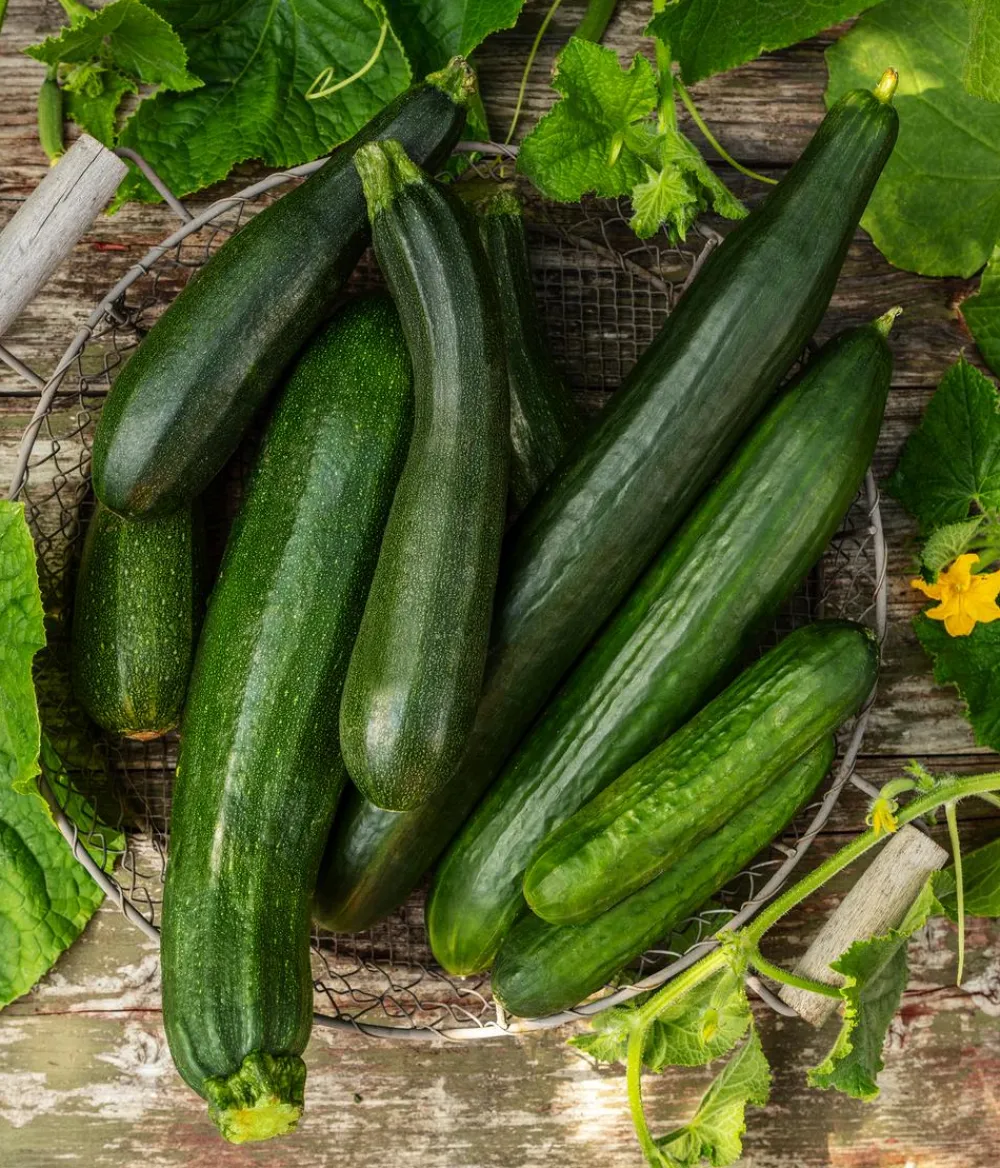 Dehner Zucchini- & Gurkenpflanzen - Mini Schlangengurke Grün
