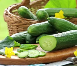 Dehner Zucchini- & Gurkenpflanzen - Mini Schlangengurke Grün