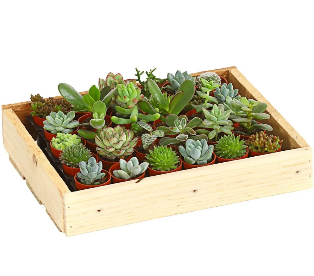 Dehner Sukkulenten|Zimmerpflanzen-Sets > Mini Sukkulenten-Set, verschiedene Sorten in Holzkiste, 30-teilig