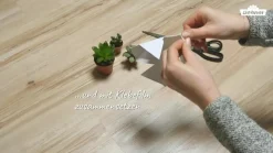 Dehner Sukkulenten - Mini Sukkulenten, verschiedene Sorten