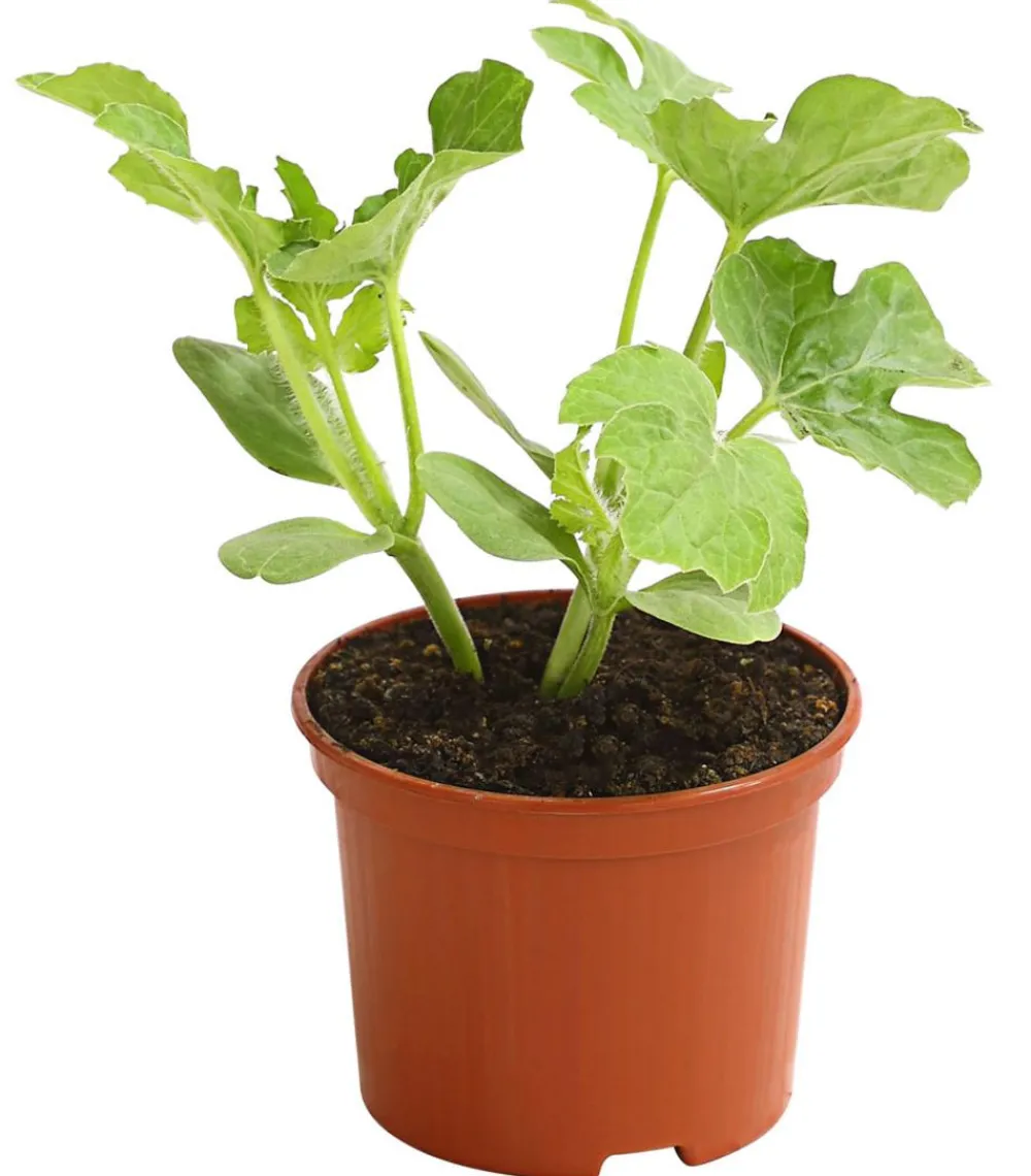 Dehner Weinreben & Gartenobst|Melonen- & Kürbispflanzen - Mini Wassermelone