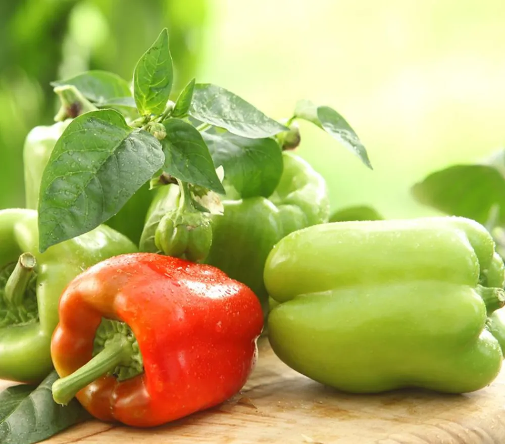 Dehner Mintpaprika Rot