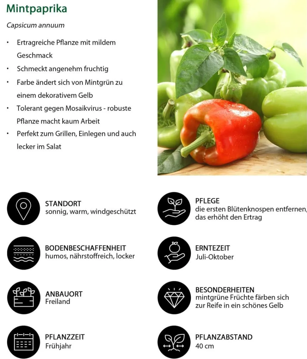 Dehner Mintpaprika Rot