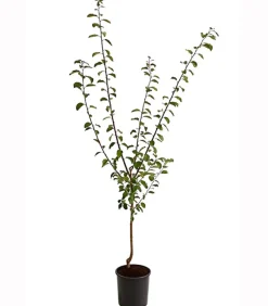 Dehner Mirabelle 'Bellamira' Gelb