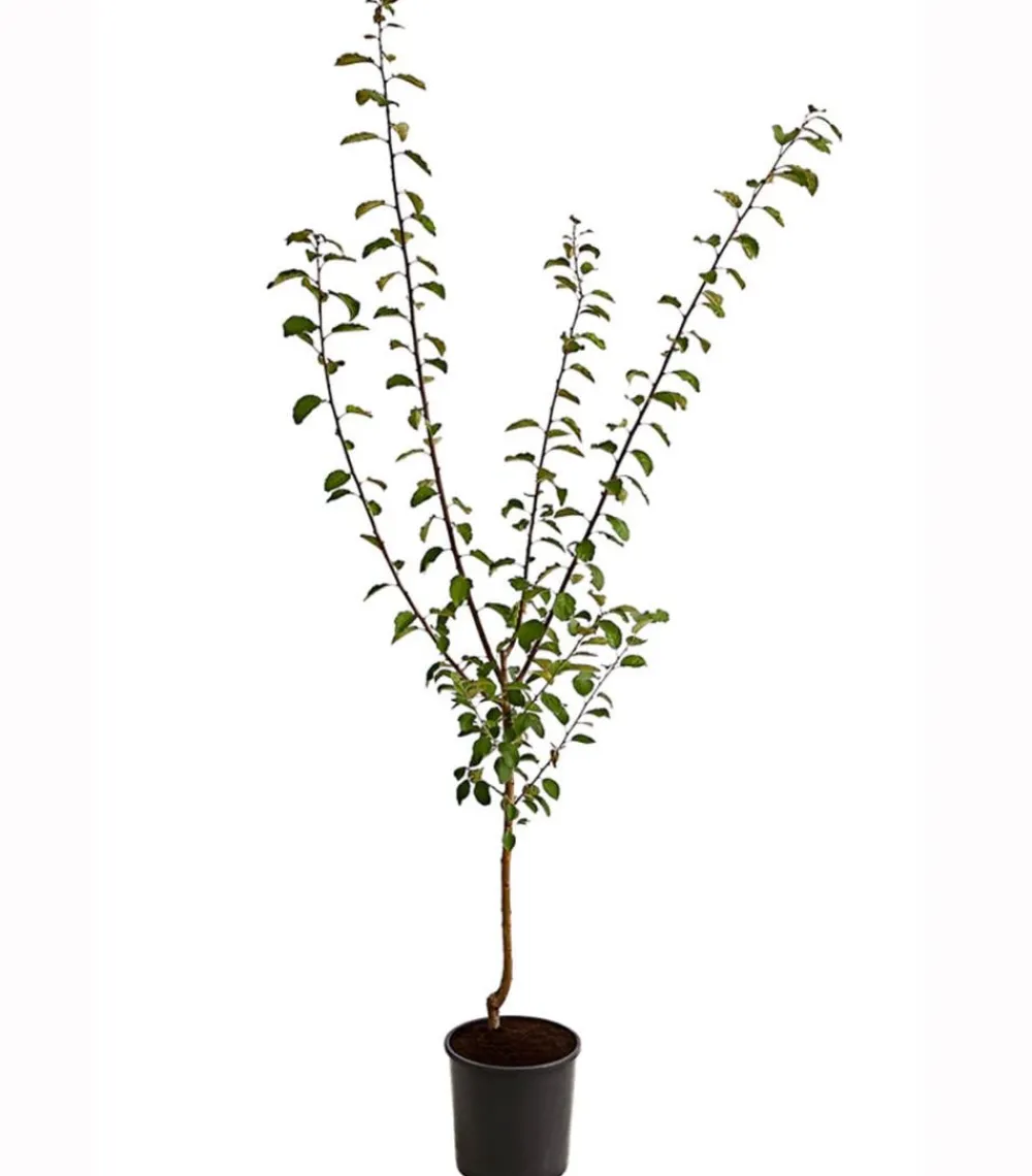 Dehner Mirabelle 'Bellamira' Gelb