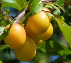 Dehner Mirabelle 'Bellamira' Gelb