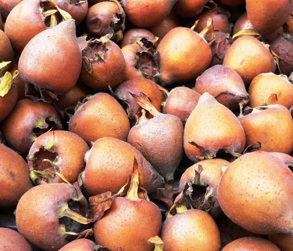 Dehner Nüsse & Besondere Obstbäume|Obstbäume > Mispel