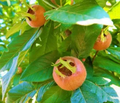 Dehner Nüsse & Besondere Obstbäume|Obstbäume > Mispel