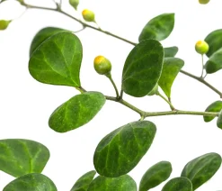 Dehner Mistelfeige - Ficus deltoidea Grün Outlet