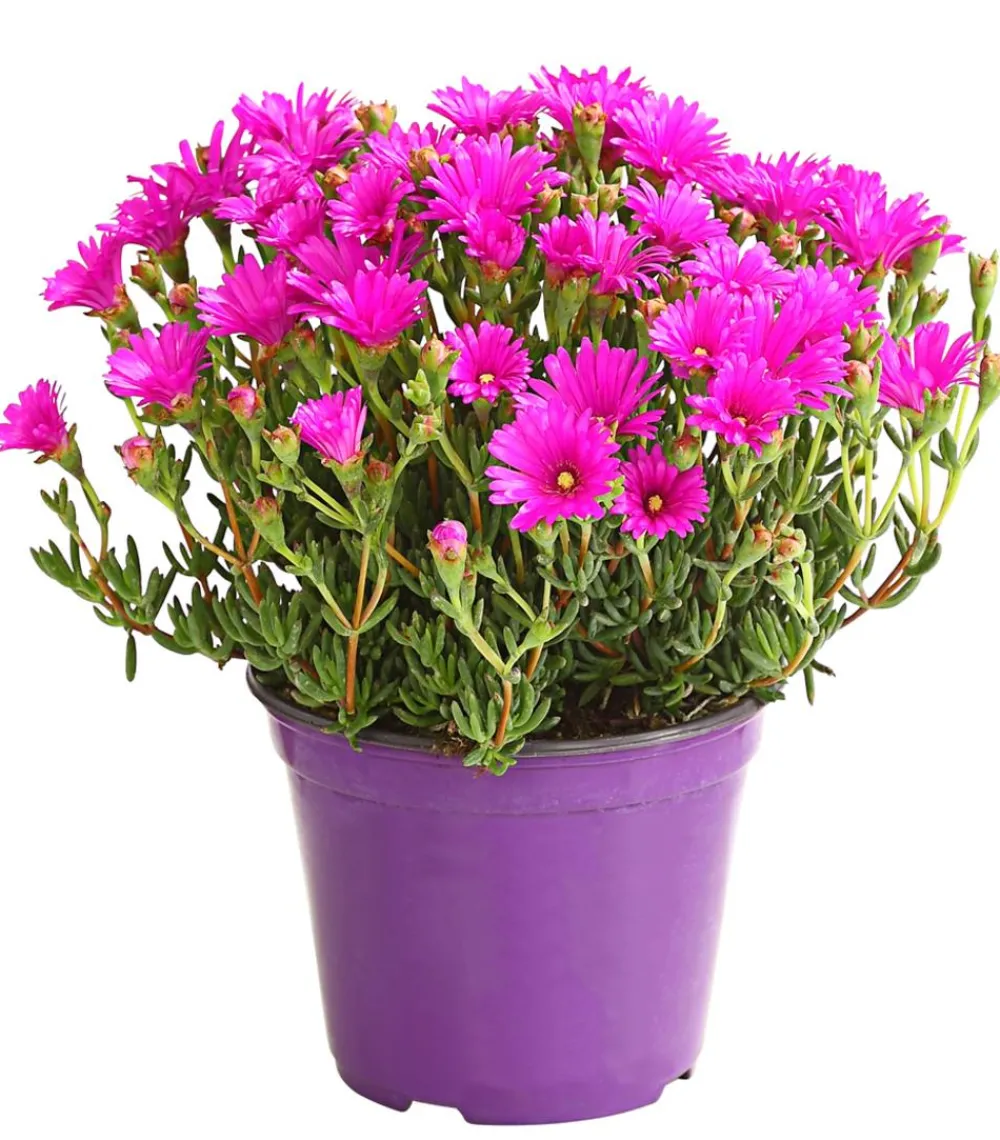 Dehner Terrassenpflanzen - Mittagsblume, Busch