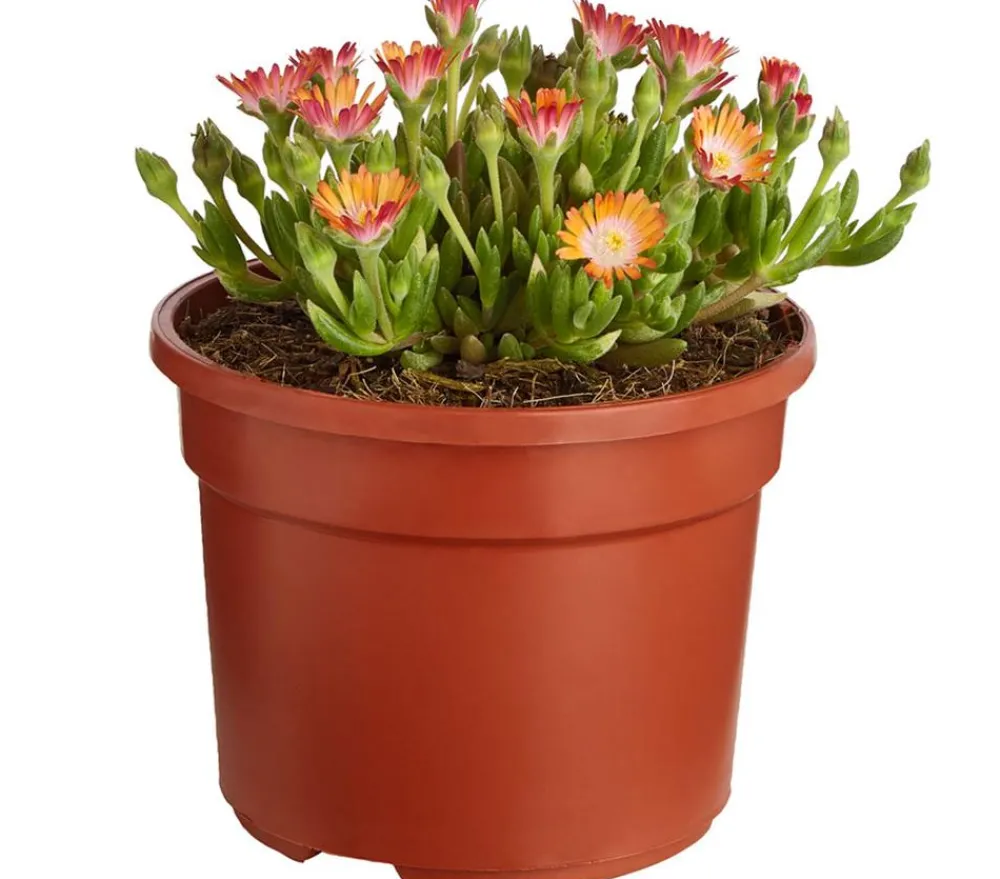 Dehner Steingartenstauden > Mittagsblume 'Firespinner', verschiedene Farben