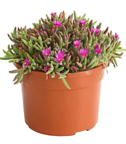 Dehner Steingartenstauden > Mittagsblume 'Firespinner', verschiedene Farben