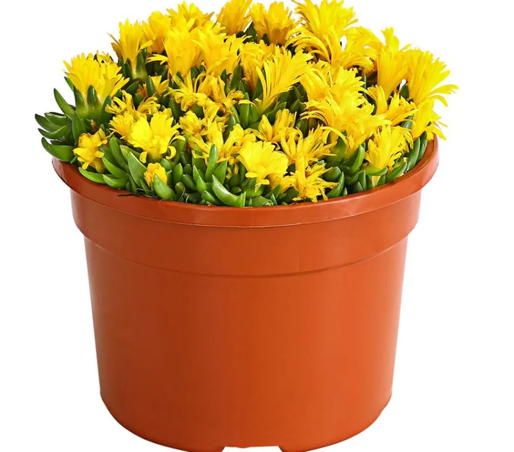 Dehner Steingartenstauden > Mittagsblume 'Firespinner', verschiedene Farben