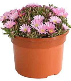 Dehner Steingartenstauden > Mittagsblume 'Firespinner', verschiedene Farben