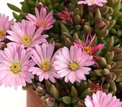 Dehner Steingartenstauden > Mittagsblume 'Firespinner', verschiedene Farben