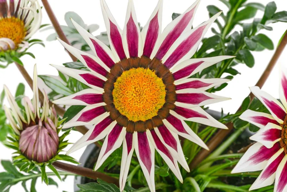Dehner Sommerblumen > Mittagsgold, verschiedene Farben