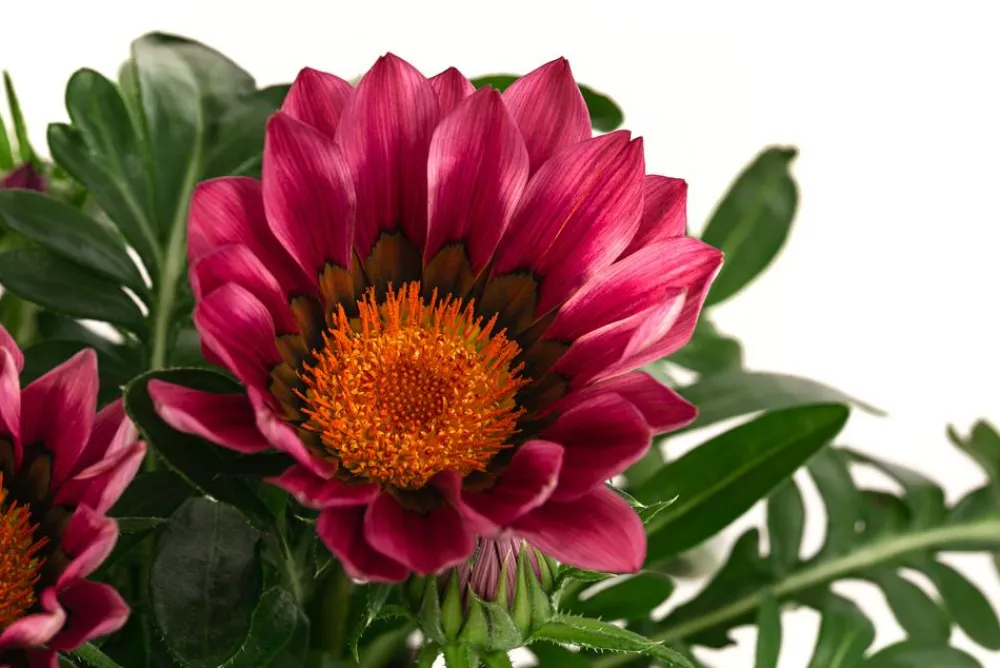 Dehner Sommerblumen > Mittagsgold, verschiedene Farben