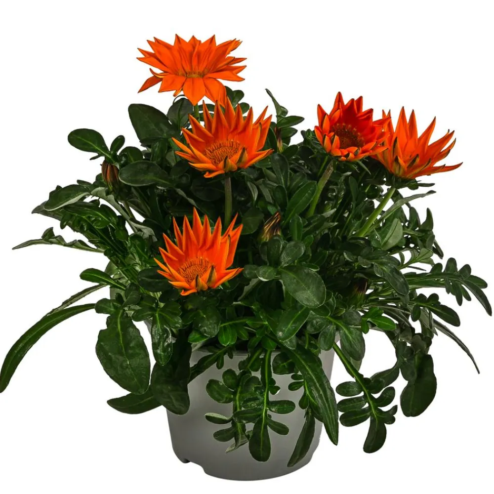 Dehner Sommerblumen > Mittagsgold, verschiedene Farben
