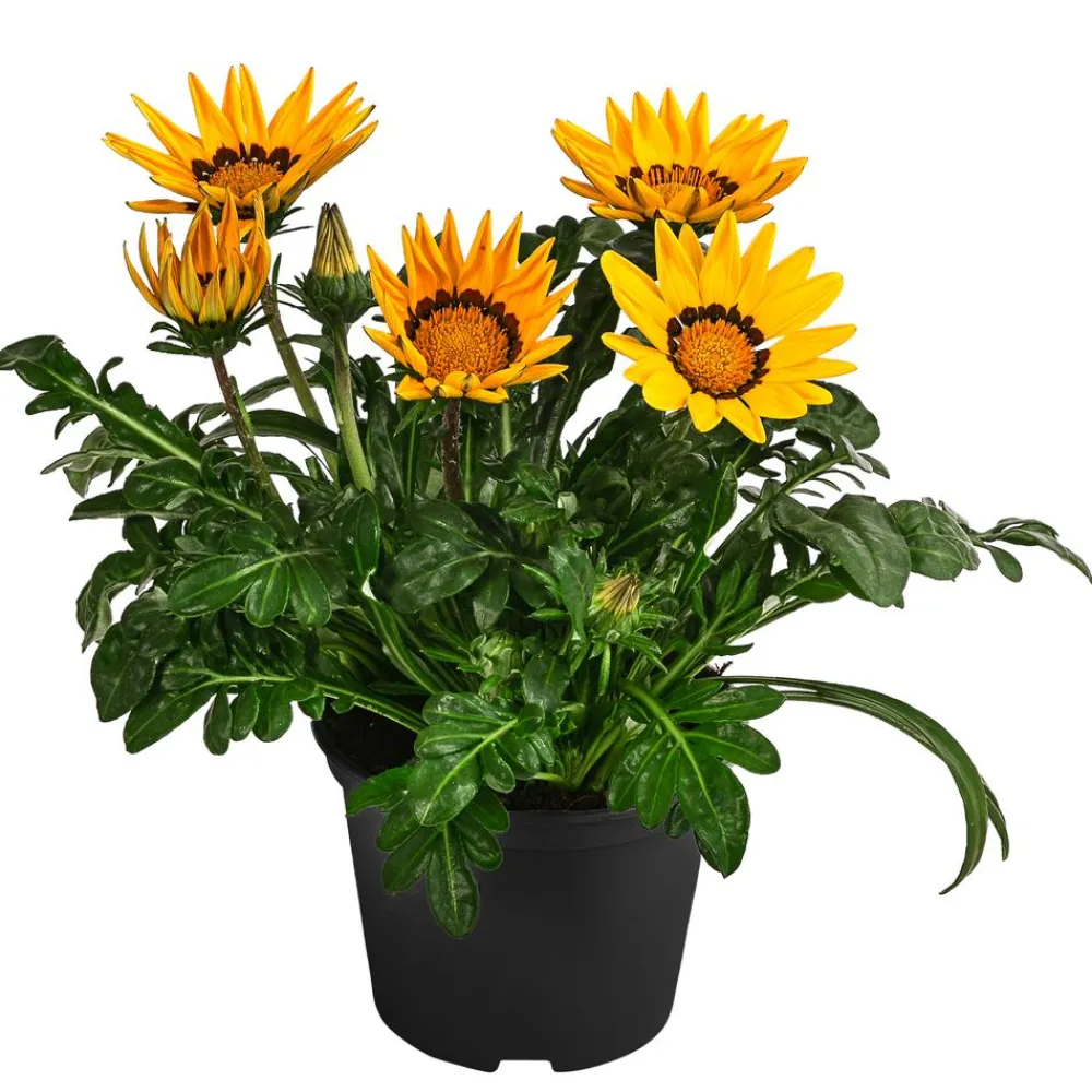 Dehner Sommerblumen > Mittagsgold, verschiedene Farben