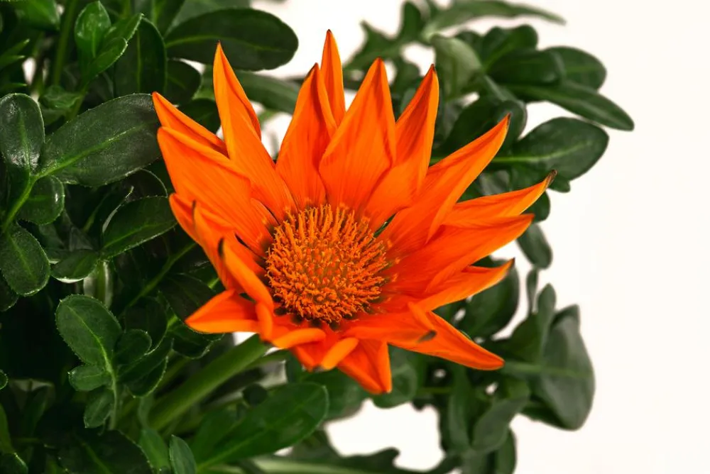 Dehner Sommerblumen > Mittagsgold, verschiedene Farben