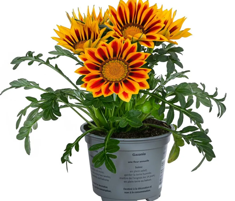 Dehner Sommerblumen > Mittagsgold, verschiedene Farben