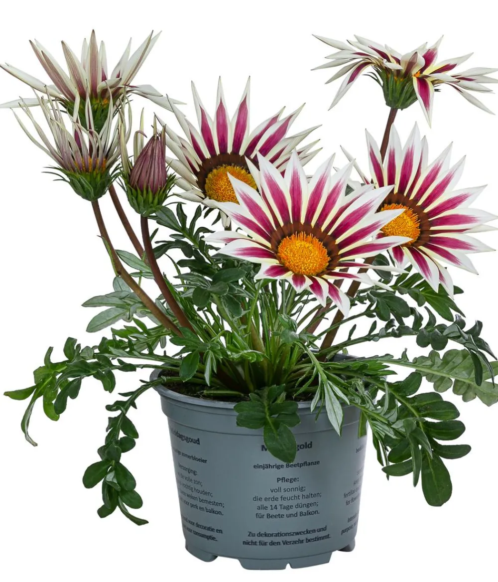 Dehner Sommerblumen > Mittagsgold, verschiedene Farben