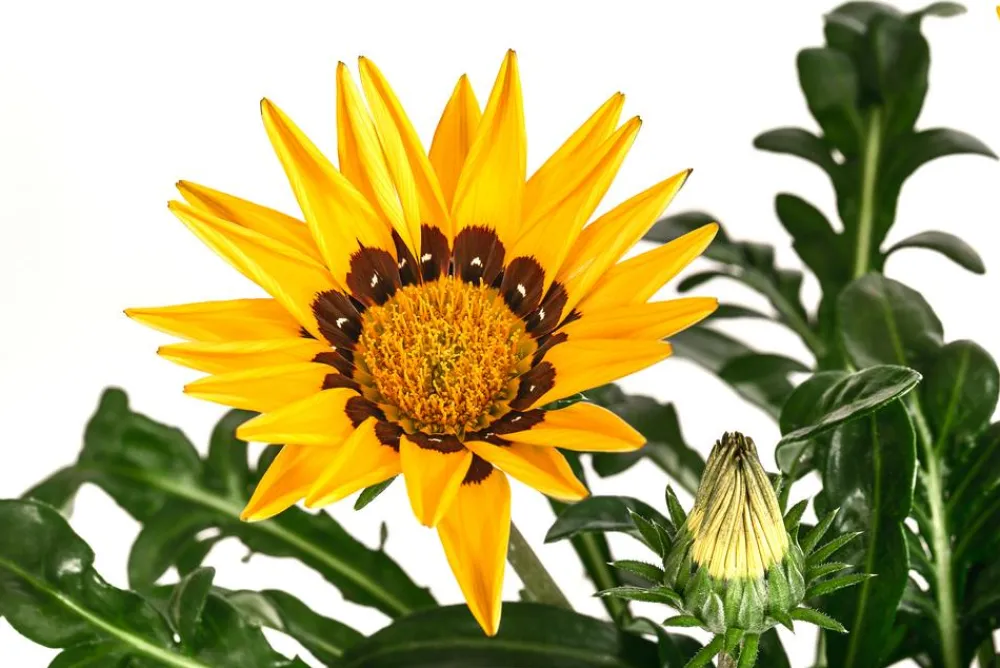 Dehner Sommerblumen > Mittagsgold, verschiedene Farben