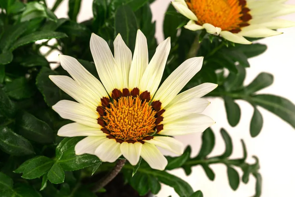 Dehner Sommerblumen > Mittagsgold, verschiedene Farben