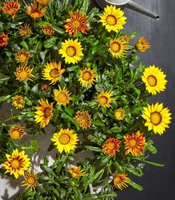 Dehner Sommerblumen > Mittagsgold, verschiedene Farben