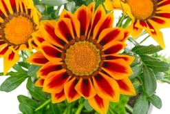 Dehner Sommerblumen > Mittagsgold, verschiedene Farben