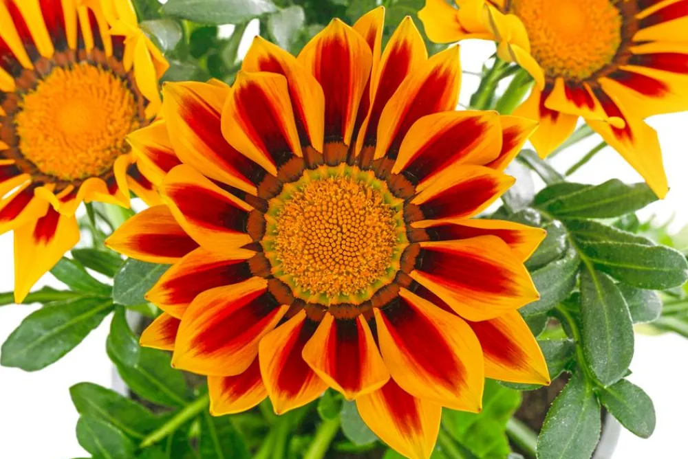 Dehner Sommerblumen > Mittagsgold, verschiedene Farben