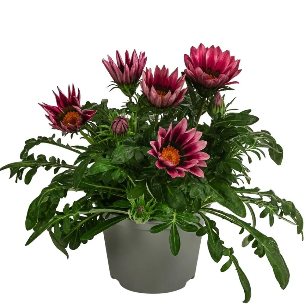 Dehner Sommerblumen > Mittagsgold, verschiedene Farben