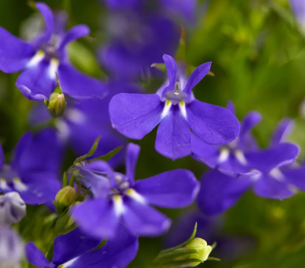 Dehner Sommerblumen > Männertreu