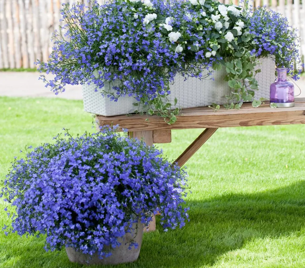 Dehner Sommerblumen > Männertreu