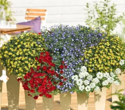 Dehner Sommerblumen > Männertreu 'Blue Eye'