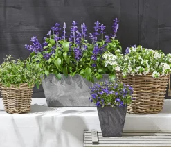 Dehner Sommerblumen > Männertreu 'Blue Eye'