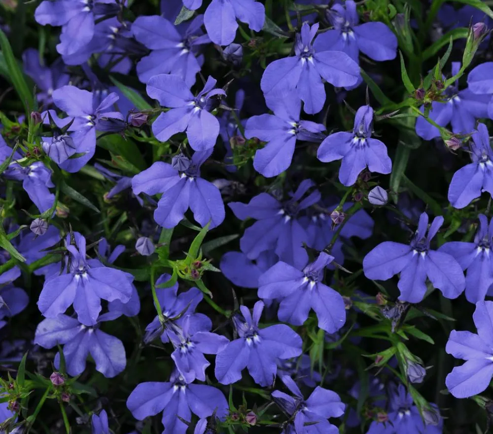 Dehner Hängende Sommerblüher|Sommerblumen > Männertreu 'XXL', hängend