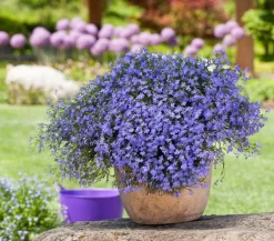 Dehner Hängende Sommerblüher|Sommerblumen > Männertreu 'XXL', hängend