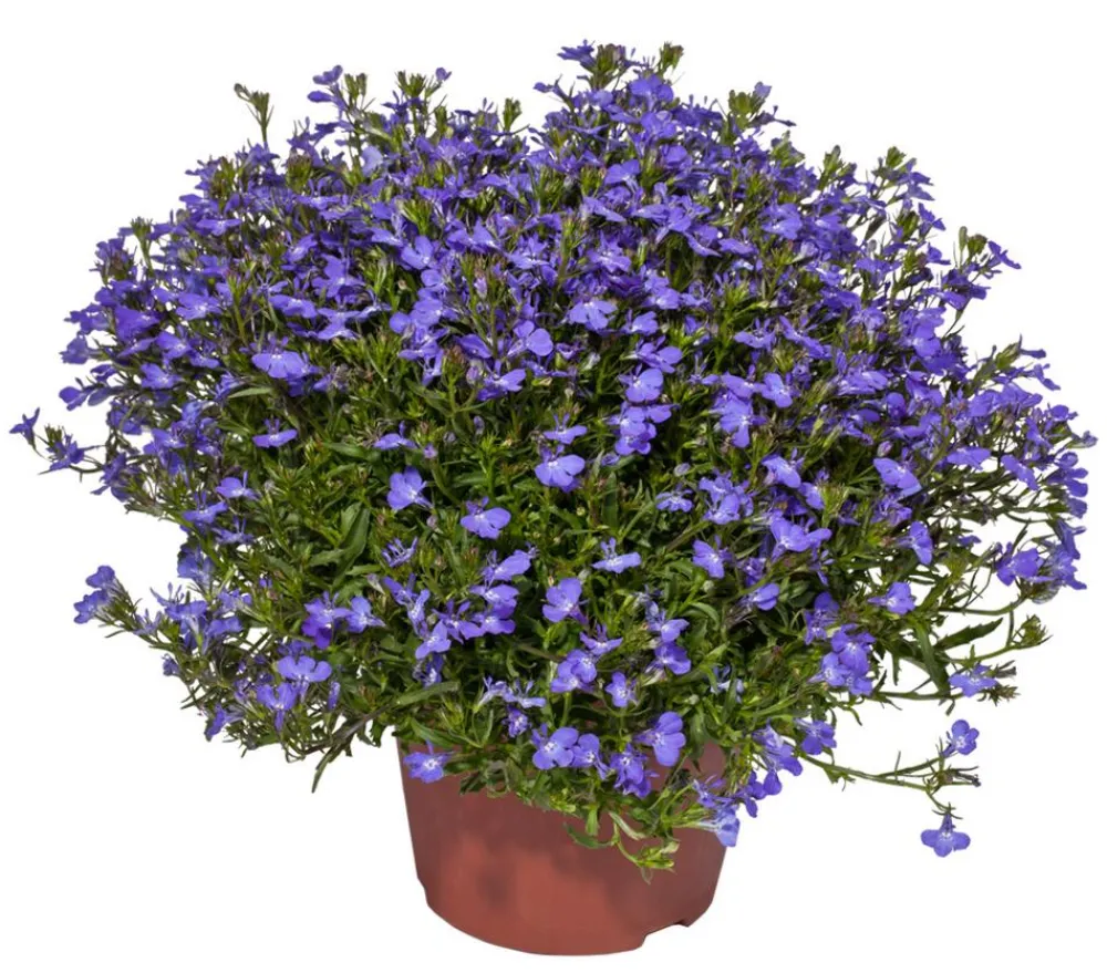 Dehner Hängende Sommerblüher|Sommerblumen > Männertreu 'XXL', hängend