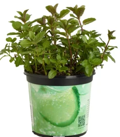 Dehner Mojito-Minze Grün Best