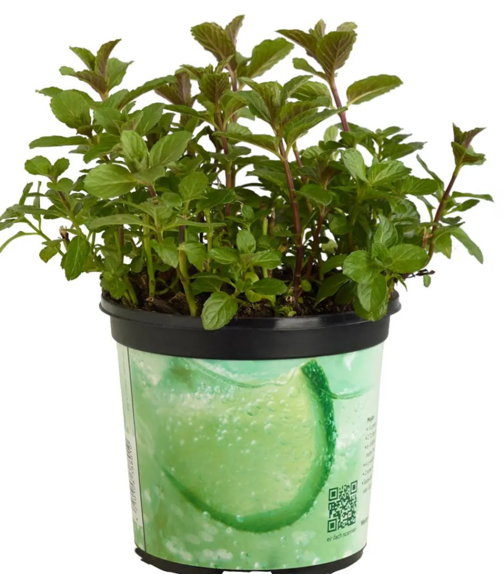 Dehner Mojito-Minze Grün Best