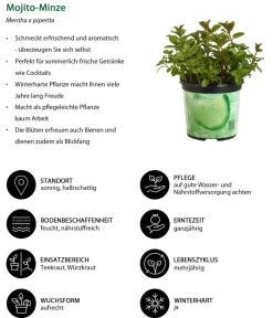 Dehner Mojito-Minze Grün Best