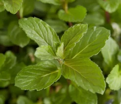 Dehner Mojito-Minze Grün Best