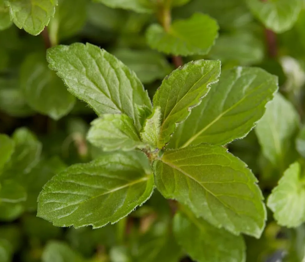 Dehner Mojito-Minze Grün Best
