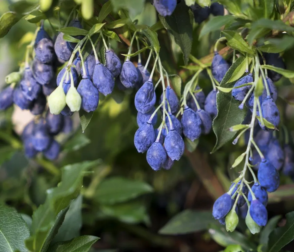 Dehner Heidelbeeren 4-Monats-Heidelbeere 'Lucky Berry®' Blau Online