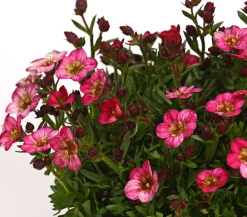Dehner Moos-Steinbrech 'Touran', verschiedene Farben Hot