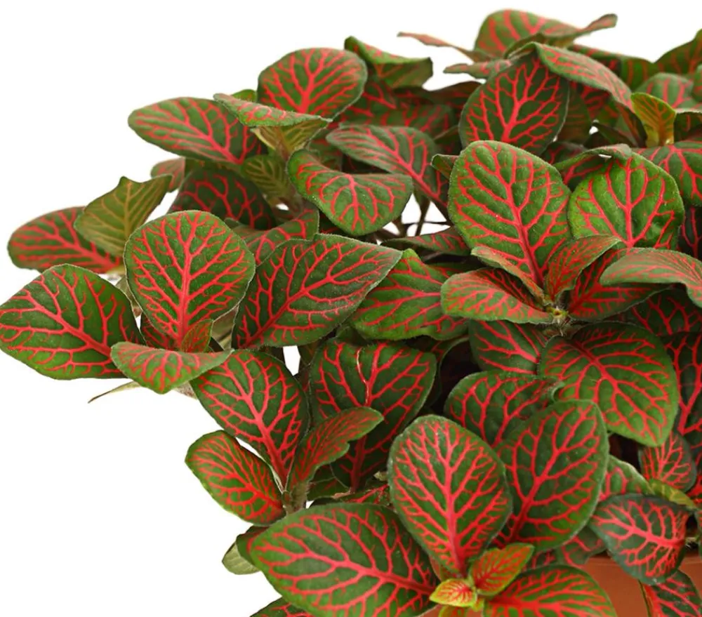 Dehner Grünpflanzen > Mosaikpflanze - Fittonia verschaffeltii, verschiedene Sorten