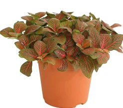 Dehner Grünpflanzen > Mosaikpflanze - Fittonia verschaffeltii, verschiedene Sorten